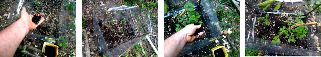 Images of various seeds being broadcast into recently
        planted protected areas in tropical backyard