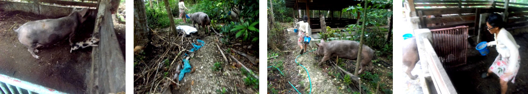 Images of tropical backyards
                sow being moved to a new pen