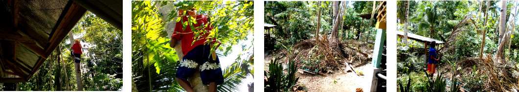 Images of coconut trees being trimmed
        and harvested