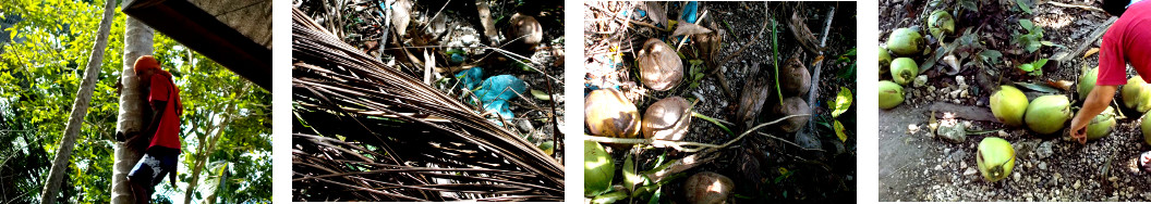 Images of debris from trimmed and harvested coconuts
        being cleared up
