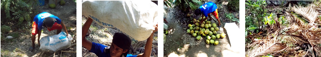 Images of debris after cleaning coconut trees