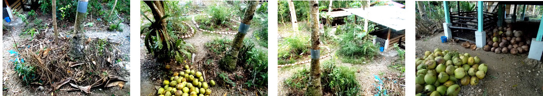 Images of tropical garden returmed to mormal after
        debris from trimming and harvesting coconut trees has been
        cleared up