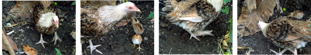 Imat\ges of tropical backyard hen with chicks destroying
        garden patch