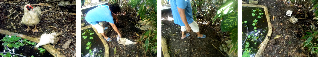 Images of dead duck being buried in
        tropical backyard