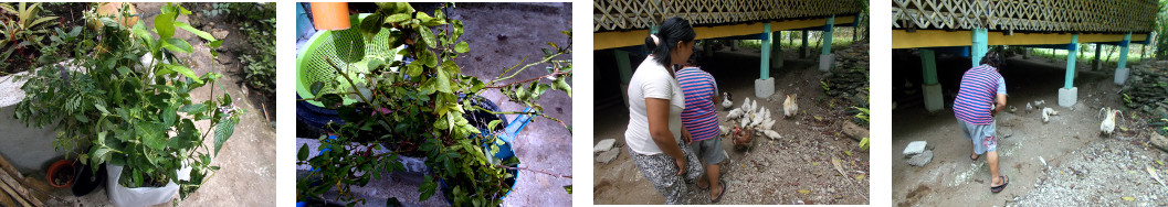 Images of plants in exchange for
        tropical backyard ducklings