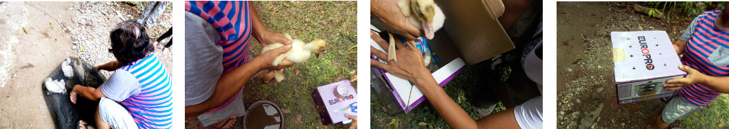 Images of tropical backyard ducklings being caught
