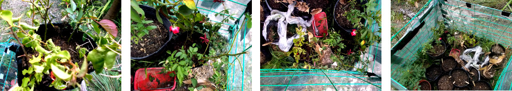 Images of plant cuttings put into pots
        to grow roots