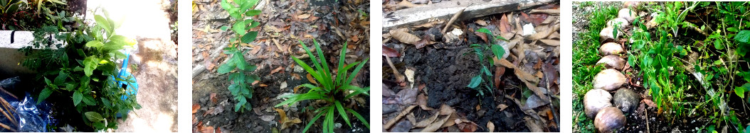 Images of seedlings transplanted in
        tropical backyard