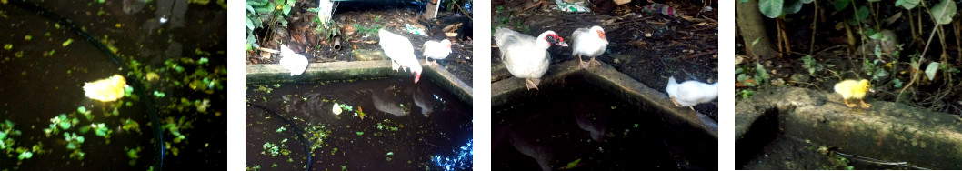 Images of Muscovy Ducks with chick at
        a tropical backyard pool
