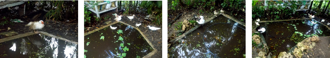 Images of ducks with a full pond after tropical rain in
        the night