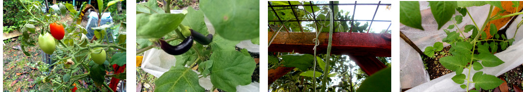 Images of crops in tropical backyard
        garden