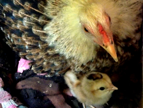 Image of Hen with chick