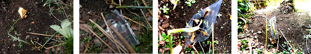 Images of protective plastic sleeve
        put around tropical backyard garden plant to protect it from
        ducks and chickens