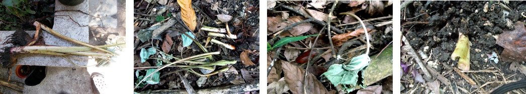 Images of Taro planted in tropical
        backyard garden