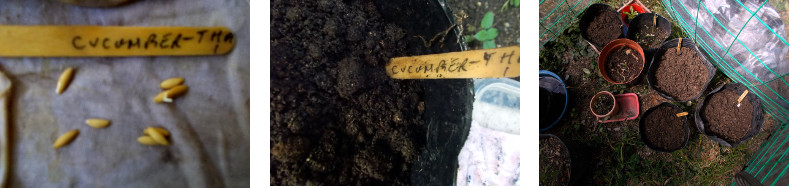 Images of germinating seeds planted in a pot and placed
        in a tropical backyard mini-greenhouse