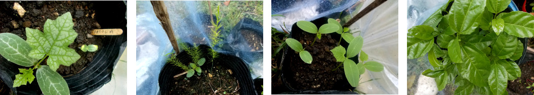 Images of germinating seedlings in
        tropical backyard garden