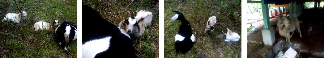 Images of tropical backyard goats