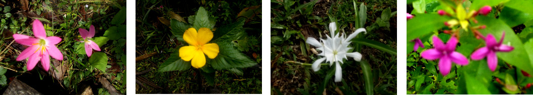 Images of flowers in tropical backyard after nearly two
        days of rain