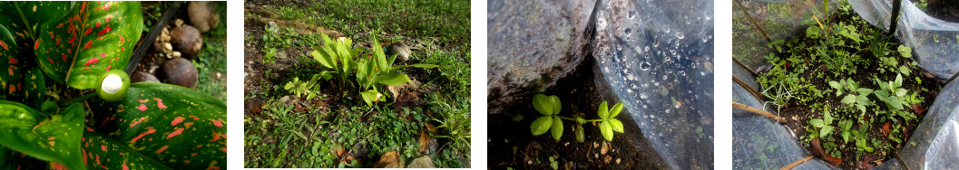 Imags of plants growing in tropical backyard after
            rain