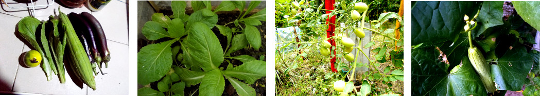 Images of crops recently harvested or
        growing in tropical backyard garden