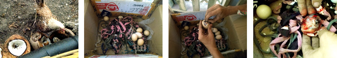 Images of trying to open an egg abandoned by tropical
        backyard hen