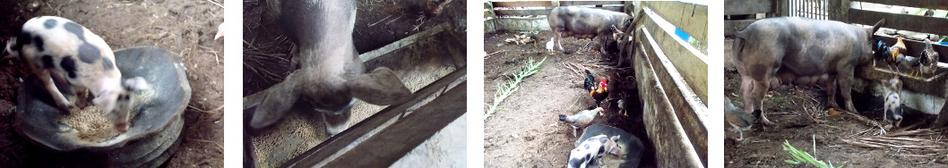 Imagws of tropical backyard sow and piglet eating
              together