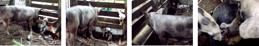 Images of tropical backyard soww and piglet eating
        together