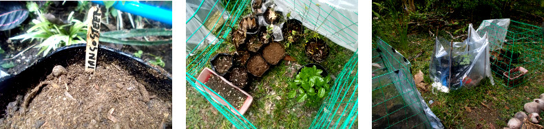 Imags of Mangosteen seeds planted in a pot in a tropical
        backyard nursery