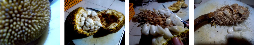 Images of a marang fruit being cut
        open