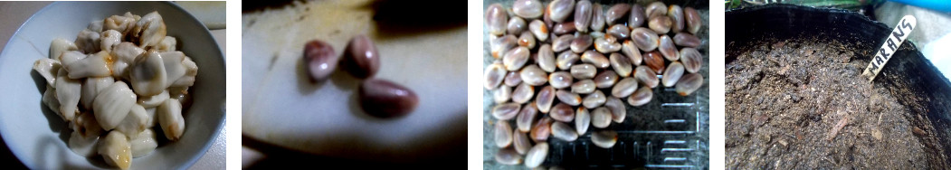 Imagws of marang fruit seeds being planted in a pot