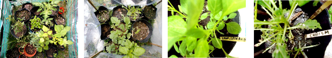 Images of potted plants growing in
        tropical backyard mini-greenhouse