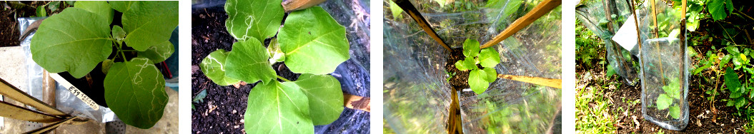 Images of round green eggplant ransplanted in
              tropical backyard