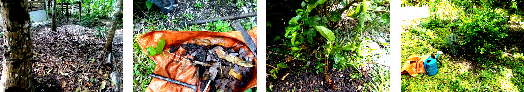 Images of Mulberry bush transplanted
        in tropical backyard garden