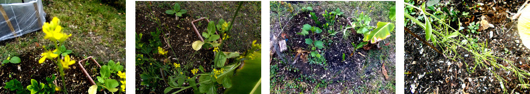 Images of mustard plant flowering and
        producing seeds in a tropical backyard garden