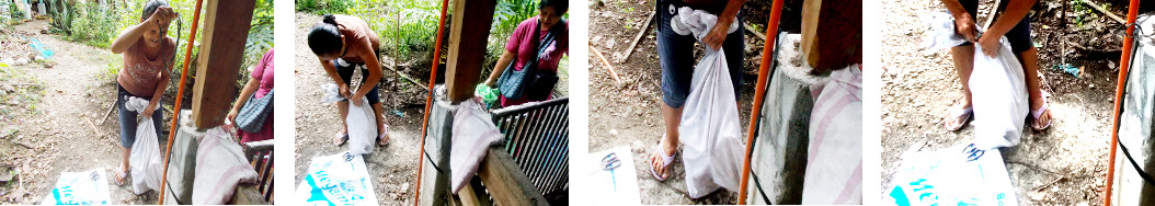 Images of tropical backyard piglet
        being taken away by a neighbour