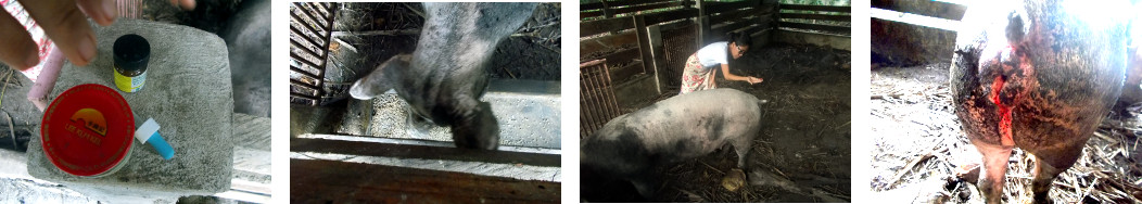 Images of tropical backyard sow
          being treated for infection