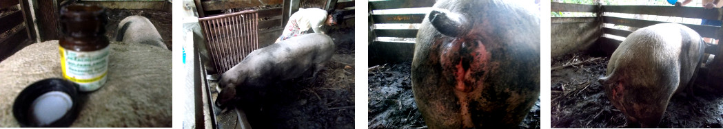 Images of tropical backyard sow being
        treated for an infected vagina