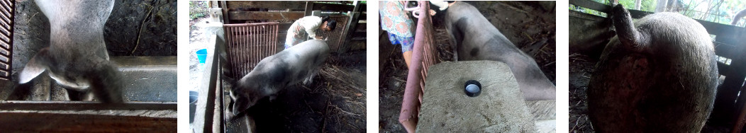 Tropical backyard sow being
            treated for infected vagina