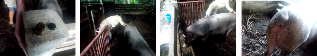 Images of tropical backyard sow being
        treated for an infection