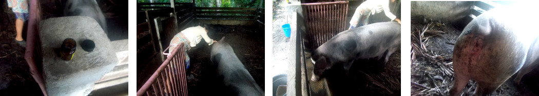 Images of tropical backyard sow
              being treated for an infection