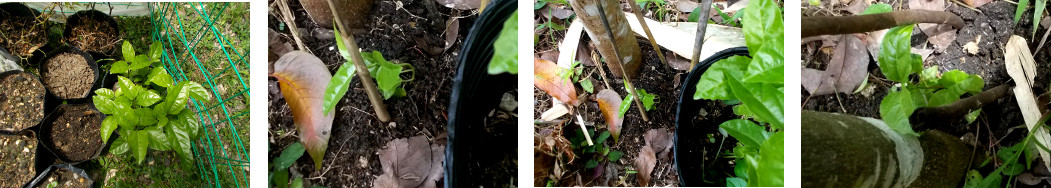 Images of Passion Fruit seedlings
        transplanted in tropical backyard garden