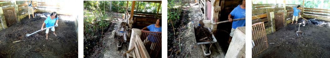 Images of tropical backyard pig penm
        being cleaned