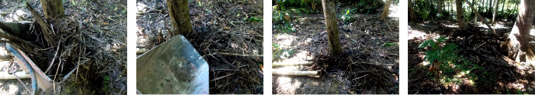 Images of junk from tropical backyard pigpen being
        dumped in the garden