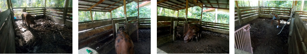 Images of tropical backyard boar
        moving to a new pen so his old pen can be cleaned