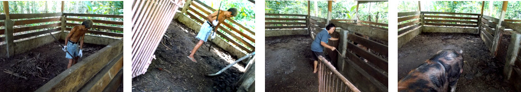 Imagws of tropical backyard boar's pen being cleaned