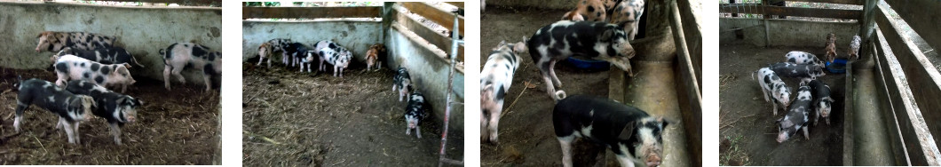 Images of youing tropical backyard
        piglets shortly after their mother has been trmoved from their
        pen