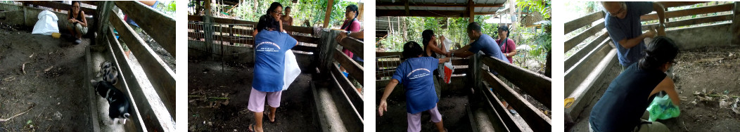 Images of tropical backyard piglets being caught