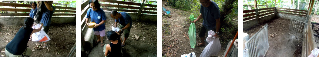 IMages of tropical backyard piglets
        being caught