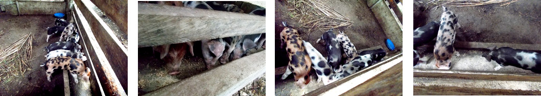Images of tropical backyard piglets eating from a
        trough