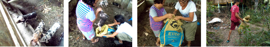 Images of tropical backyard piglet
        being caught and transferred
